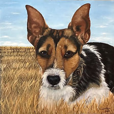 Jack Russell Terrier Portrait