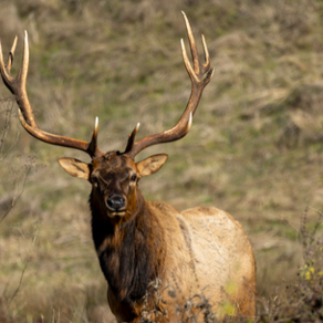 Plan Your Fall Hunting Trip to Colfax County