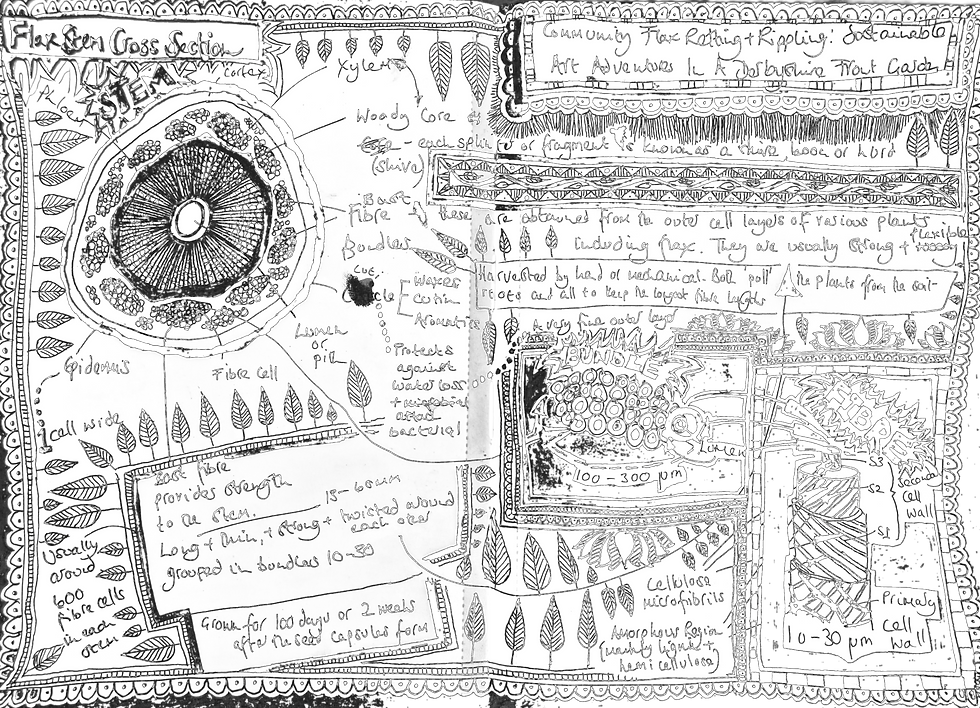 A black and white hand-drawn diagram showing the microscopic view of a flax stem to understand flax growing and processing.