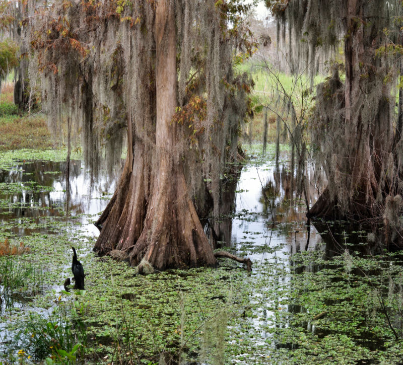 Photograph of trees growing out of water in a tropical wetland