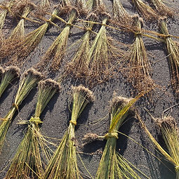 Rows of locally grown flax drying in Amber Valley as part of the Riddings Community Flax Project
