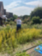 weeding flax plants