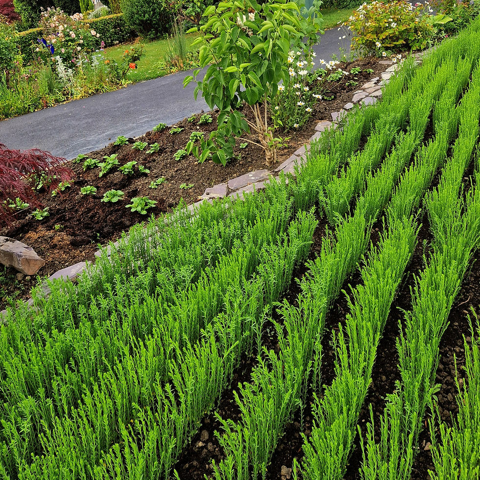 Flax growing in the front garden studio of Derbyshire textile artist Amanda Haran in Riddings