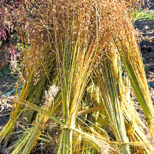 Bundles of harvested flax standing upright to dry in the Riddings front garden