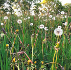 A field of dandelions investigating how to grow flax in a community front garden in derbyshire UK by Amanda Haran contemporary community textile artist