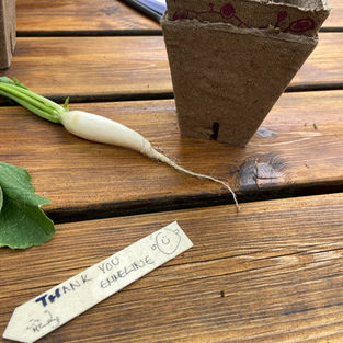 Small planted seed pot beside a handwritten Thank you Emmeline label and a white radish on a wooden table