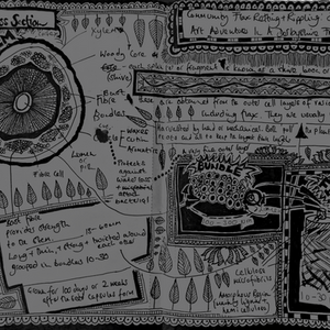 Hand-drawn black and white sketchbook diagram by the artist showing the microscopic structure of a flax stem, with labelled parts to illustrate the arrangement of flax fibres.