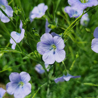 Blue flax flowers growing among green stems in the Riddings Community Flax Project.
