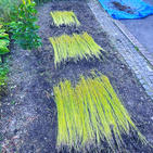 Flax plants harvested and retting in a Derbyshire front garden as part of a contemporary community textile artist project by Amanda Haran