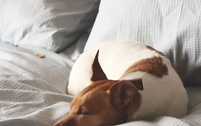 Sleeping Dog_edited.png