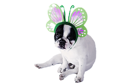Dog Dressed as Butterfly_edited.png