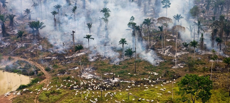 The Challenge to Be Optimistic in the Face of Environmental Disaster