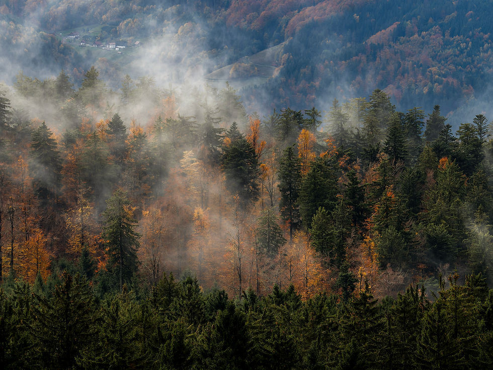 IMG_6989-CR2_DxO_DeepPRIME Kopie (3).jpg