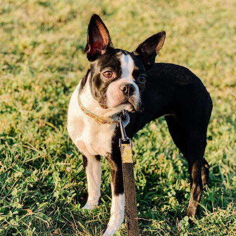 Black and white Boston terrier puppy named Penny enjoying time outdoors.