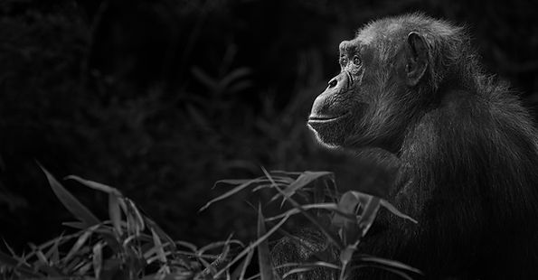 The Thinker | Black & White Photography