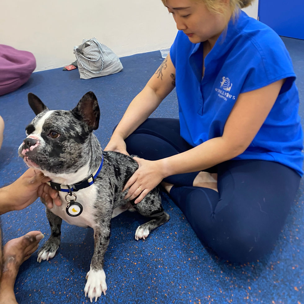 French bulldog undergoing canine rehabilitation and physiotherapy for IVDD.