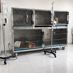 Hospitalización Veterinaria Universo Animal Texcoco