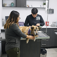Consulta Veterinaria Universo Animal Texcoco