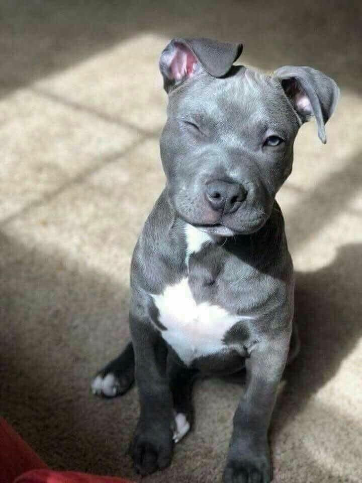 Pitbull Salva A Bebe De Un Incendio Arrastrandolo Del Panal