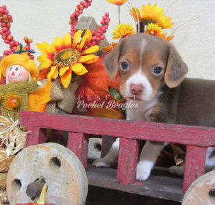 Pocket Beagle Puppy Photo