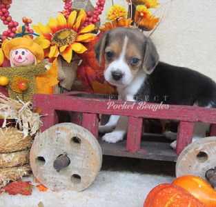 Pocket Beagle Puppy Photo