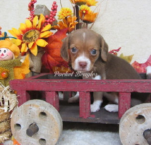 Pocket Beagle Puppy Photo