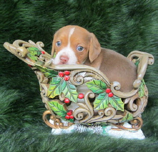 Pocket Beagle Puppy Photo