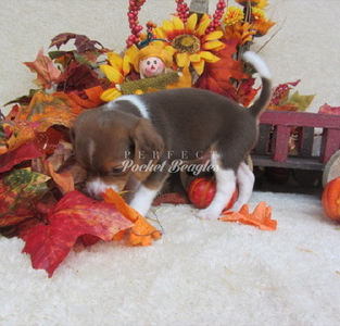Pocket Beagle Puppy Photo