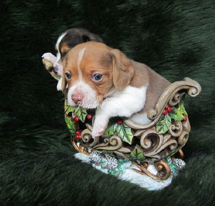 Pocket Beagle Puppy Photo
