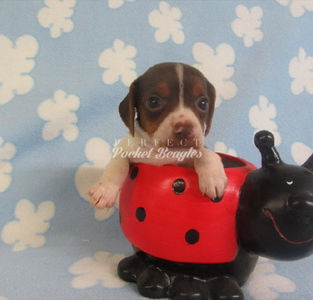 Pocket Beagle Puppy Photo