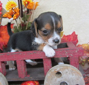 Pocket Beagle Puppy Photo