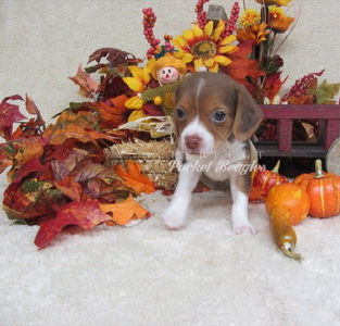 Pocket Beagle Puppy Photo