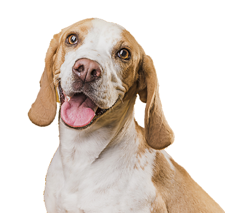 perro.webp