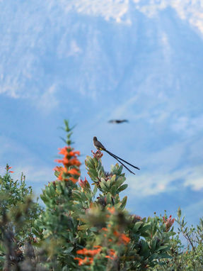 Sugarbird on a bush
