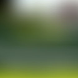 High Court of Uganda Clarifies Succession Law on Illiterate Testators and Rights of Widows Who Remarry