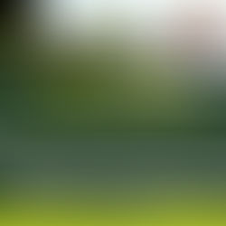 High Court affirms that in an application to manage the estate of a person with mental illness, a spouse is considered a qualified relative to be appointed as a personal representative of the estate