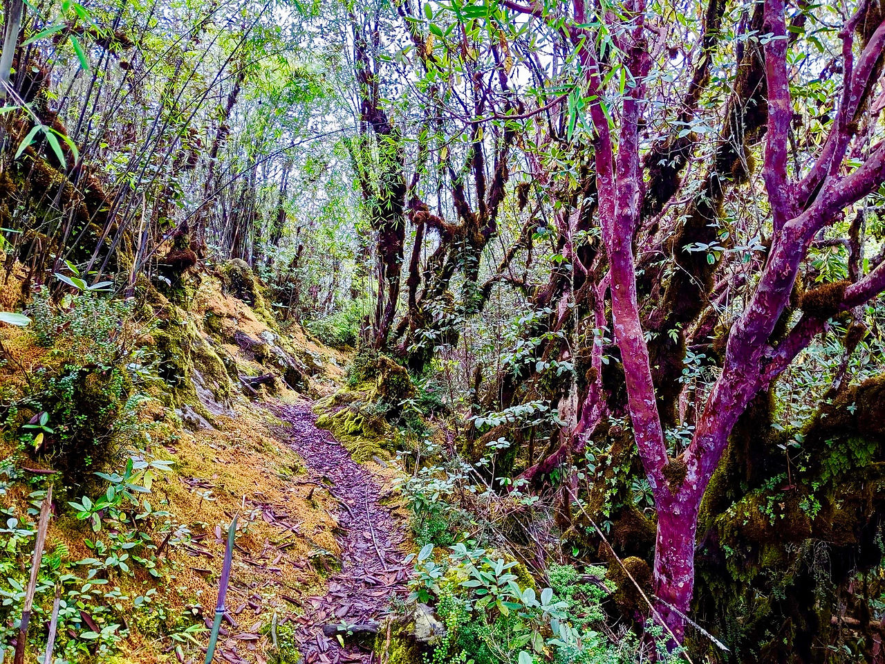 Trail Through the Jungle in Nepal