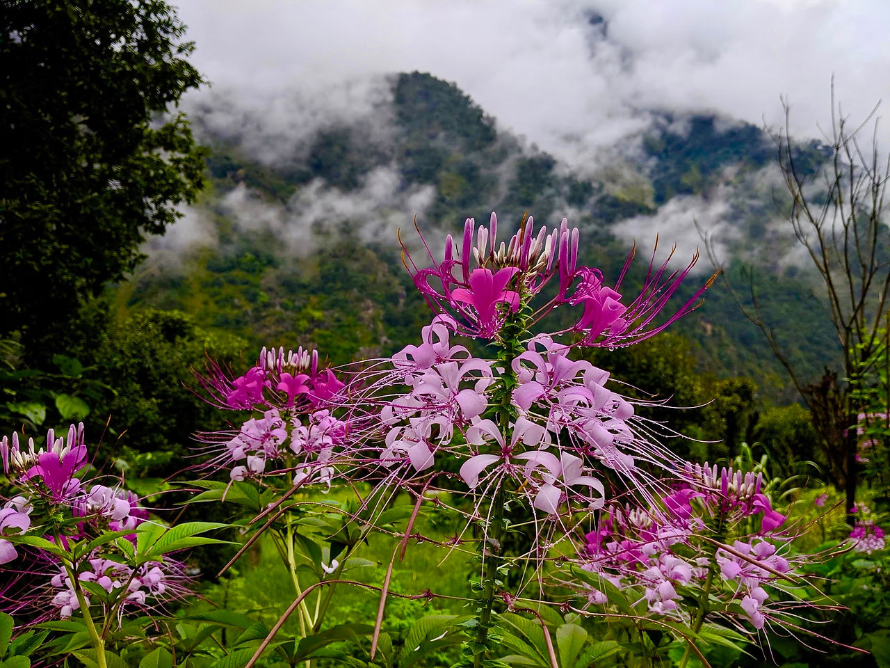 Flowers in Nepal 