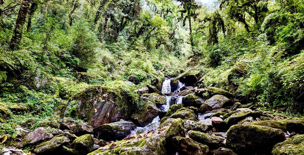 A Jungle Stream in Nepal