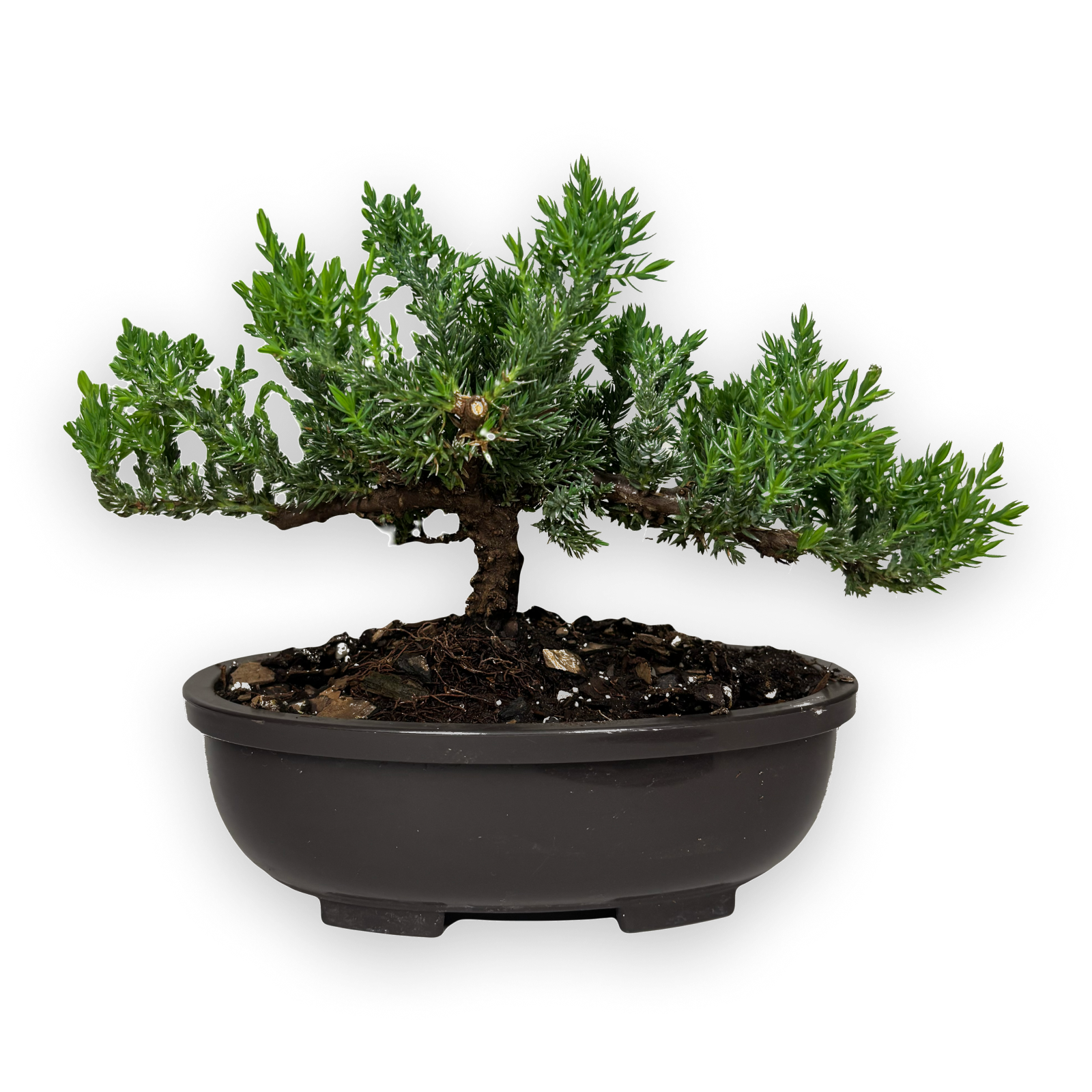Bonsai Tree ( 3 years old )