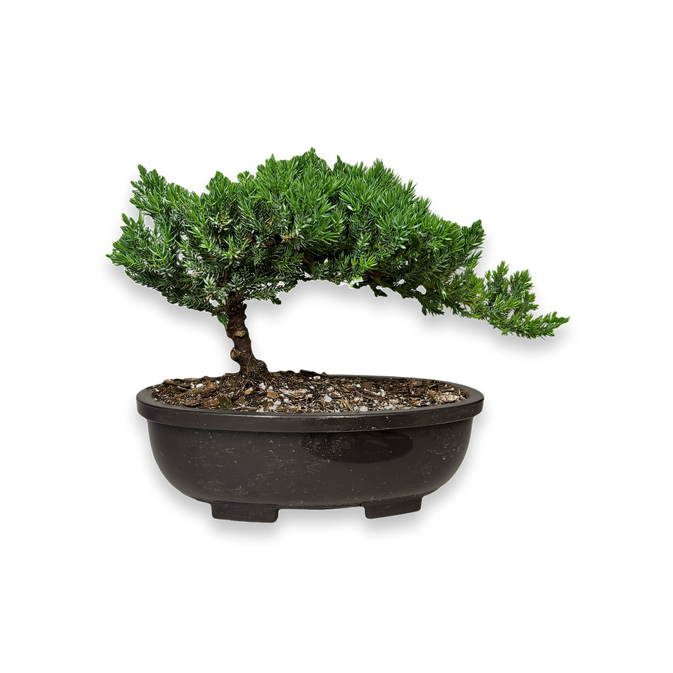 Thumbnail: Bonsai Tree ( 3 years old )