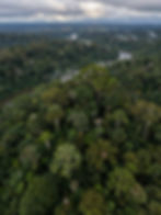 trees