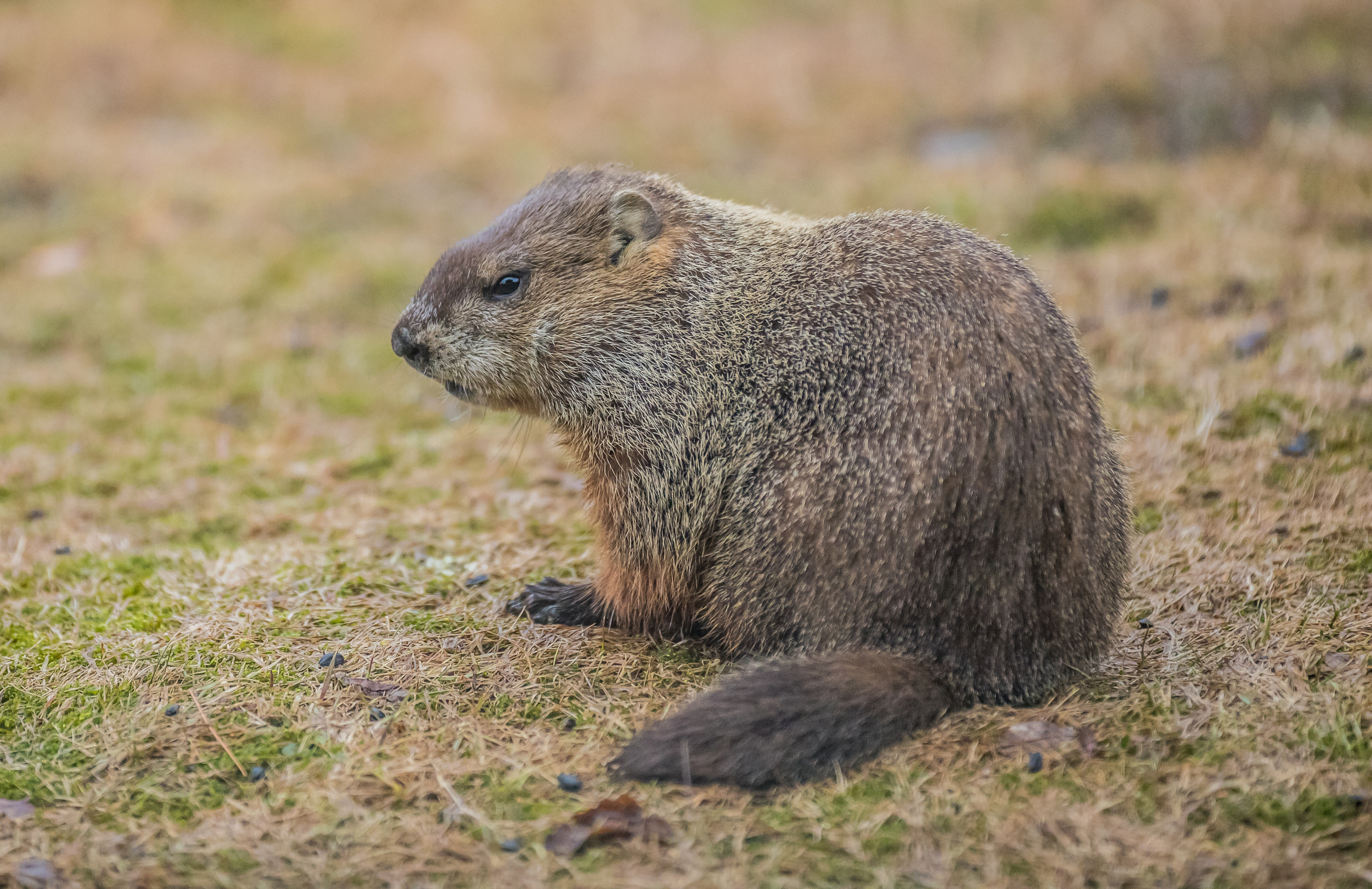 Are Groundhogs, Gophers, And Muskrats Dangerous? Find Out Now! - g4zqt37
