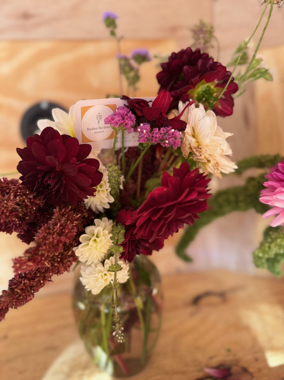 Black dahlias 2
