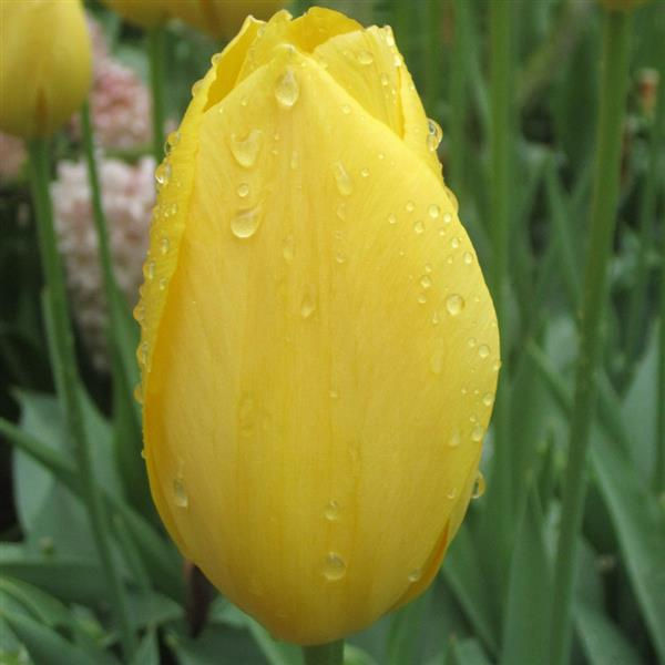 Tulip Piper