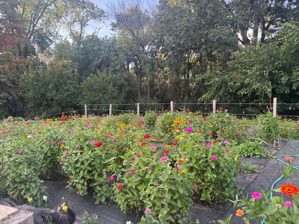 Garden 1 Zinnias