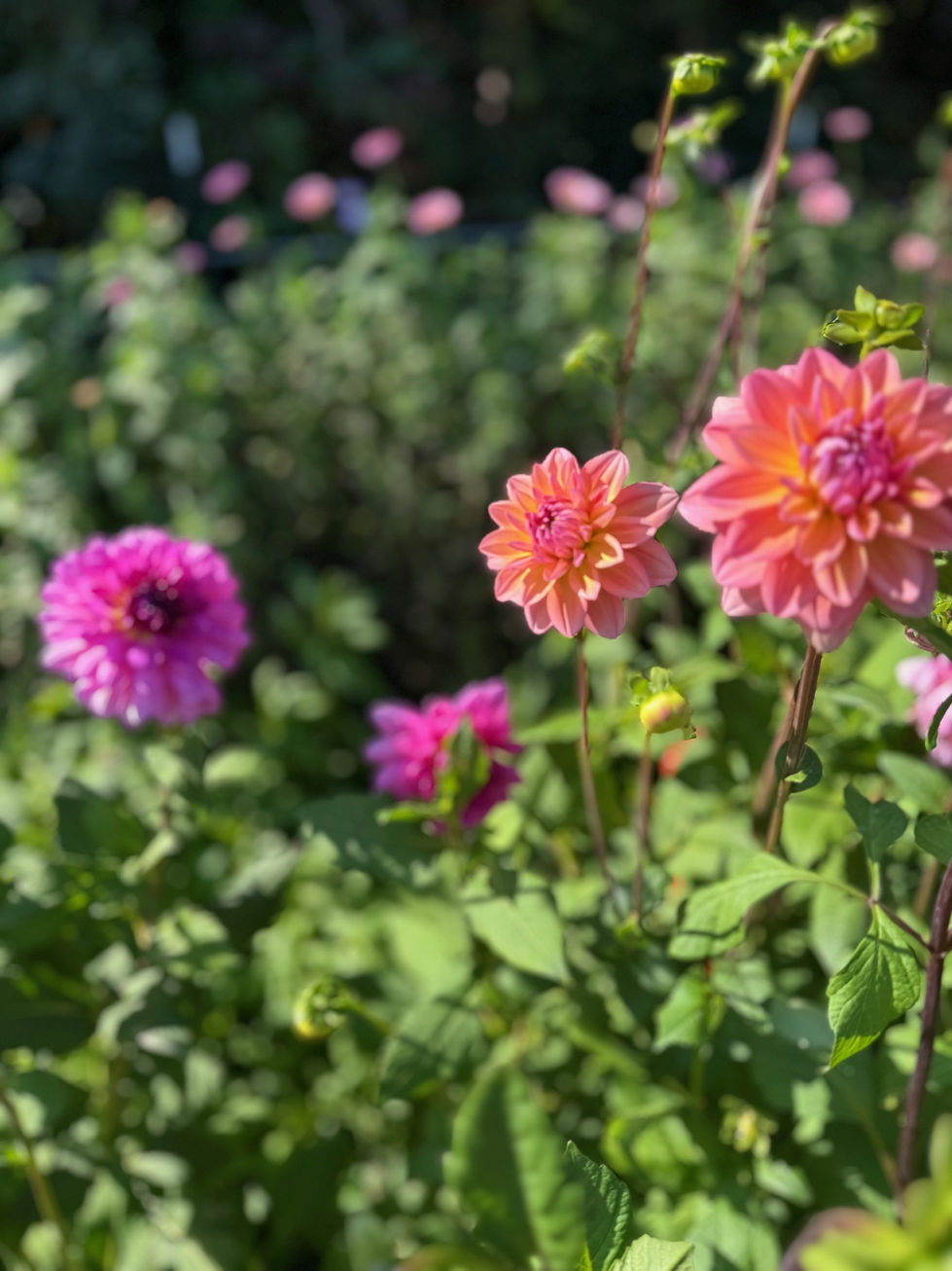 Dancing Dahlias