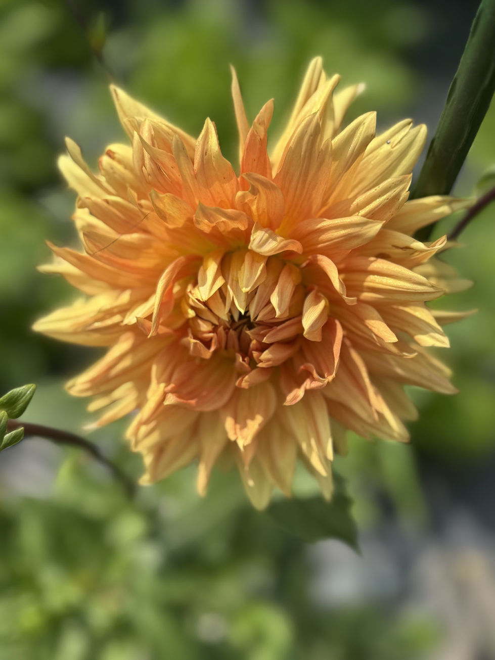 Dahlias 15