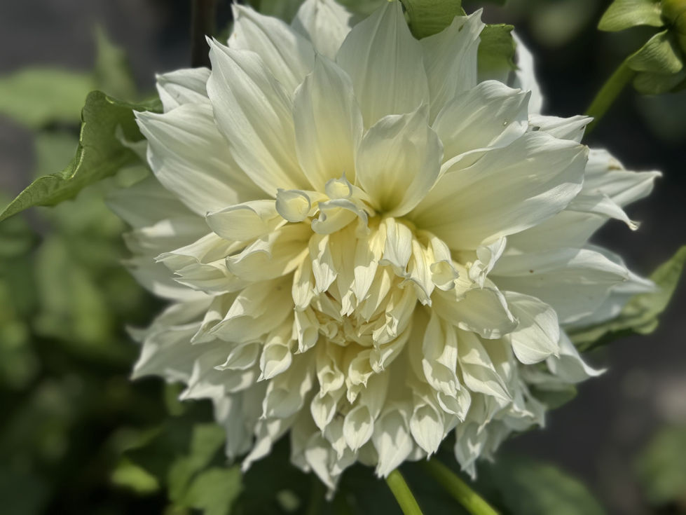 Dahlias 13