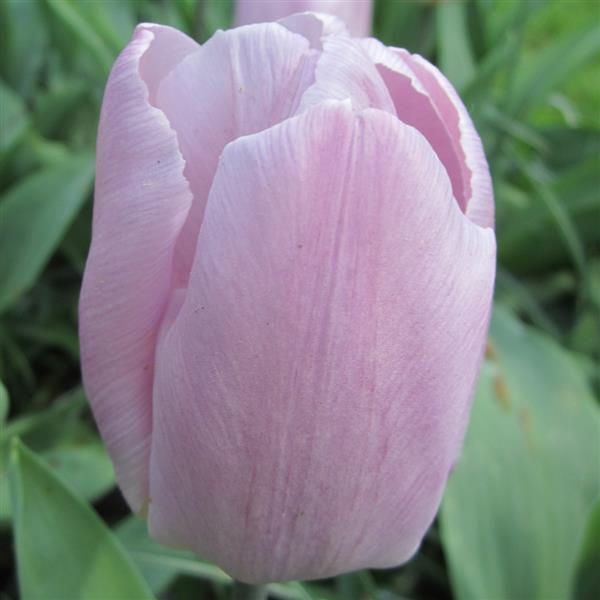 Tulip Allie